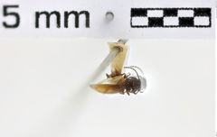 Foto (Dorsalansicht) von Neohypdonus restrictulus (NHMW-ZOO-COL-0011065)